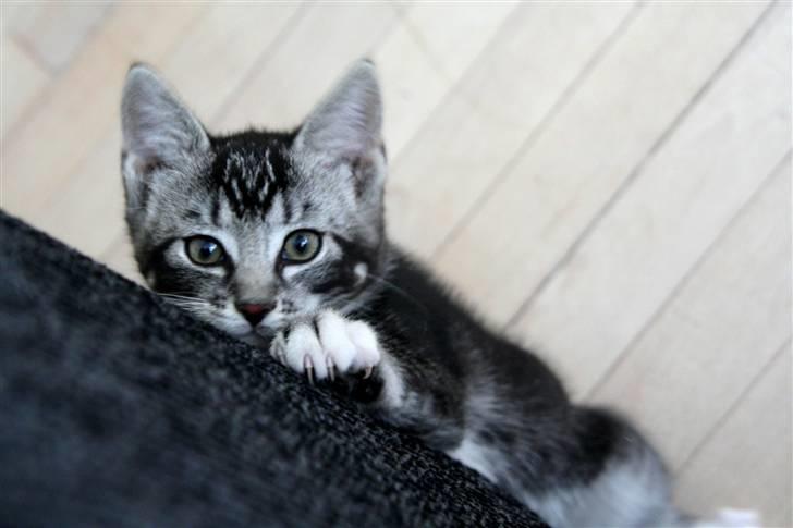 Huskat Mummu billede 8