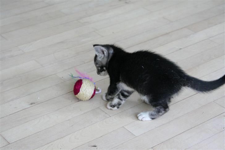 Huskat Mummu billede 9