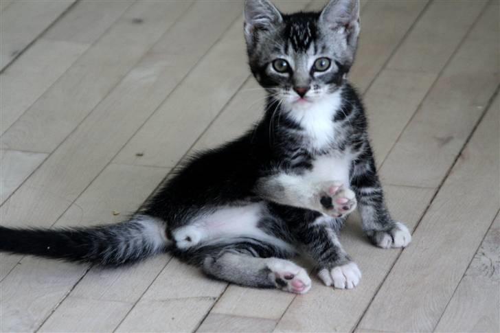 Huskat Mummu billede 10