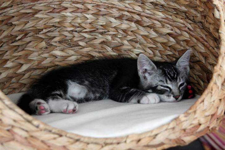 Huskat Mummu billede 11