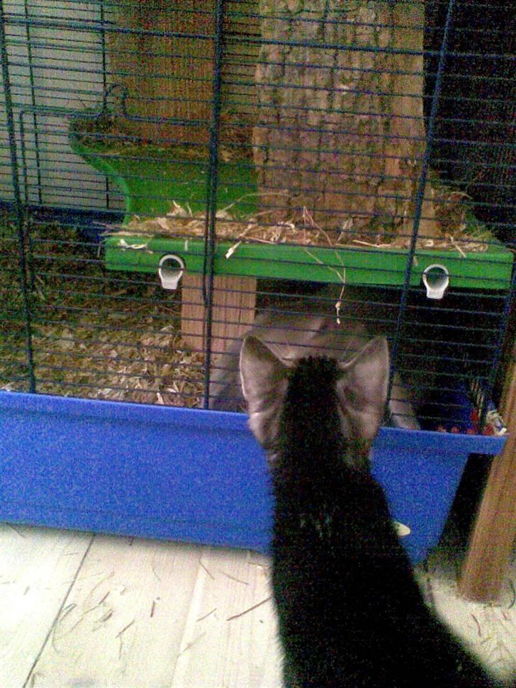 Huskat Mummu - Her møder vi den store farlige kanin Charlie billede 12