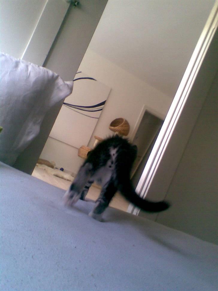 Huskat Mummu - mon der sker noget i stuen..  billede 13