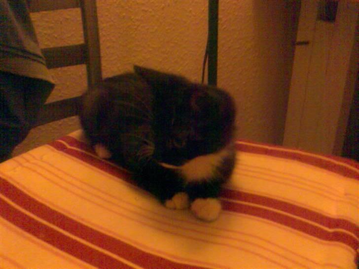 Blanding af racer Felix billede 2