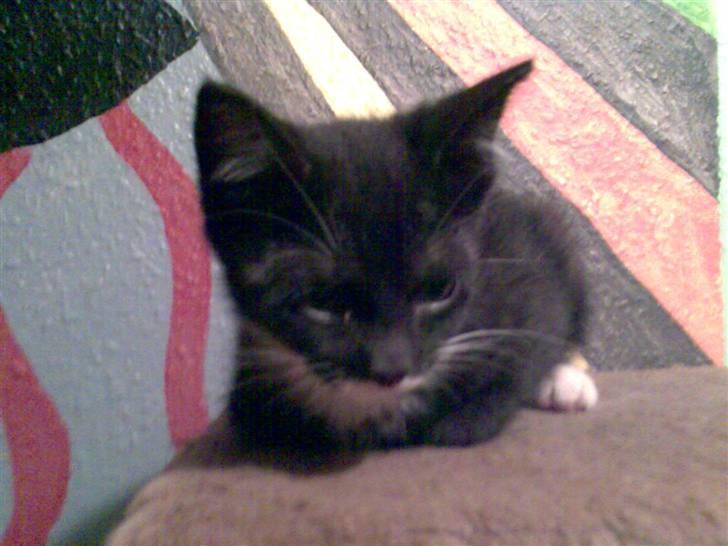 Blanding af racer Felix billede 3