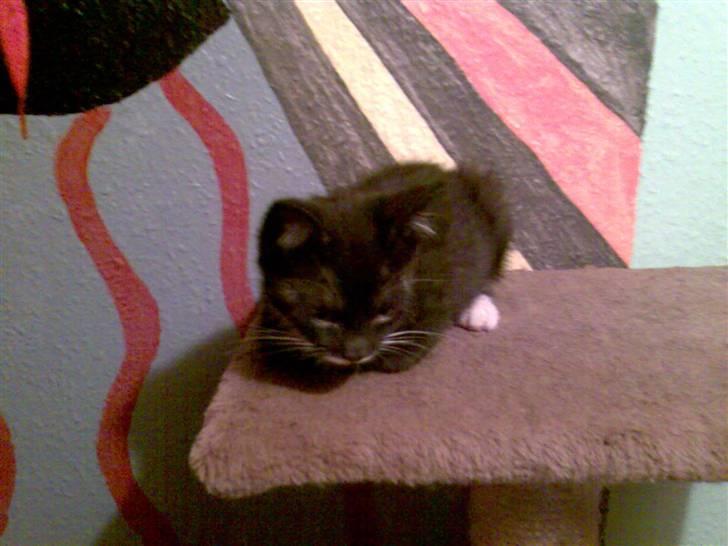 Blanding af racer Felix billede 4