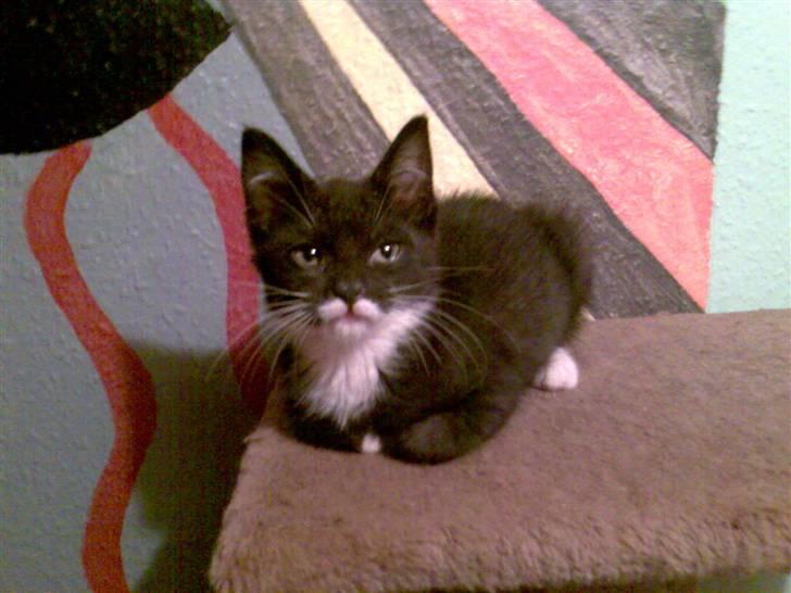 Blanding af racer Felix billede 5