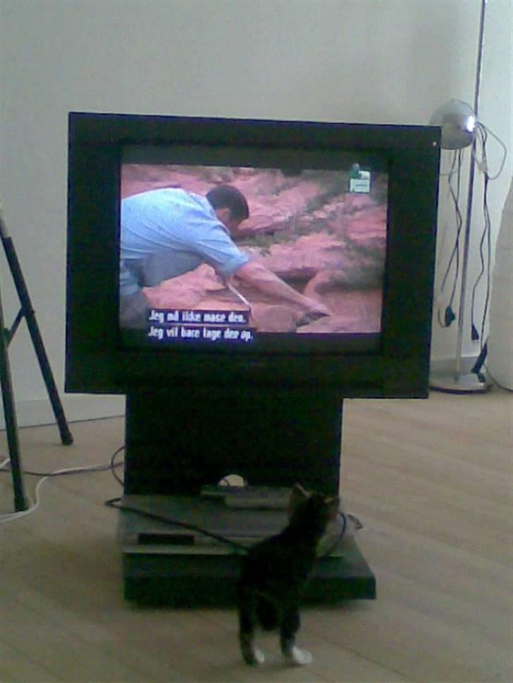 Huskat Mummu - ja.. Animal planet er skide spændende billede 17