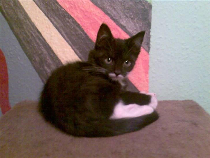 Blanding af racer Felix billede 6