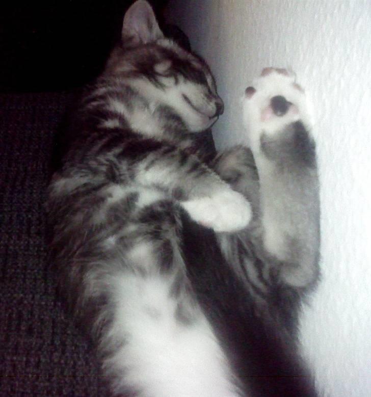 Huskat Mummu billede 18