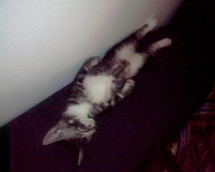 Huskat Mummu - Her ligner han en lille mand;)  billede 19