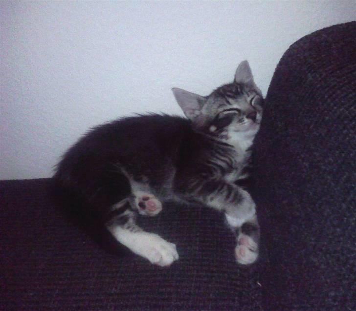 Huskat Mummu billede 20