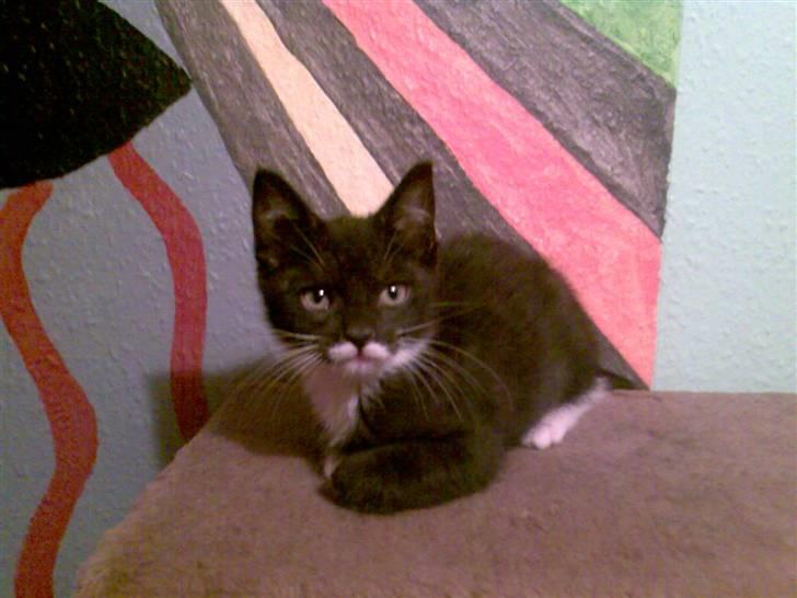 Blanding af racer Felix billede 7