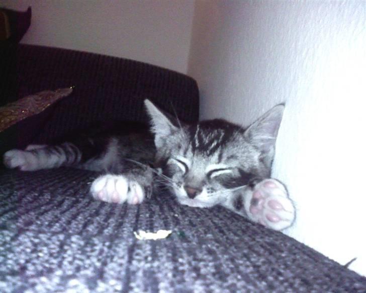 Huskat Mummu billede 21