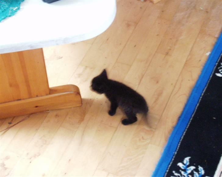 Blanding af racer Felix billede 8