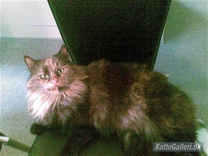 Blanding af racer Picasso død :'( :'( billede 8