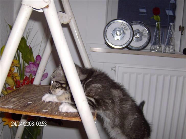 Blanding af racer bella - her er så min stige. den hjælper mig til at komme op i vinduet billede 14