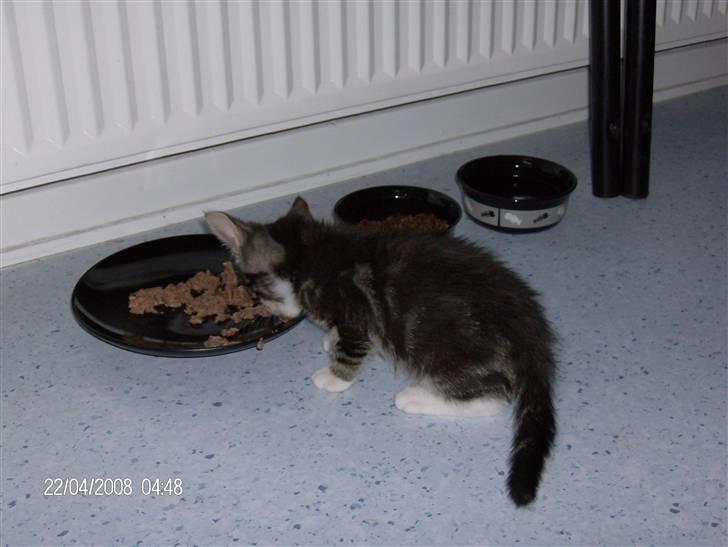 Blanding af racer bella - ja mad og drikke skal der jo til billede 15