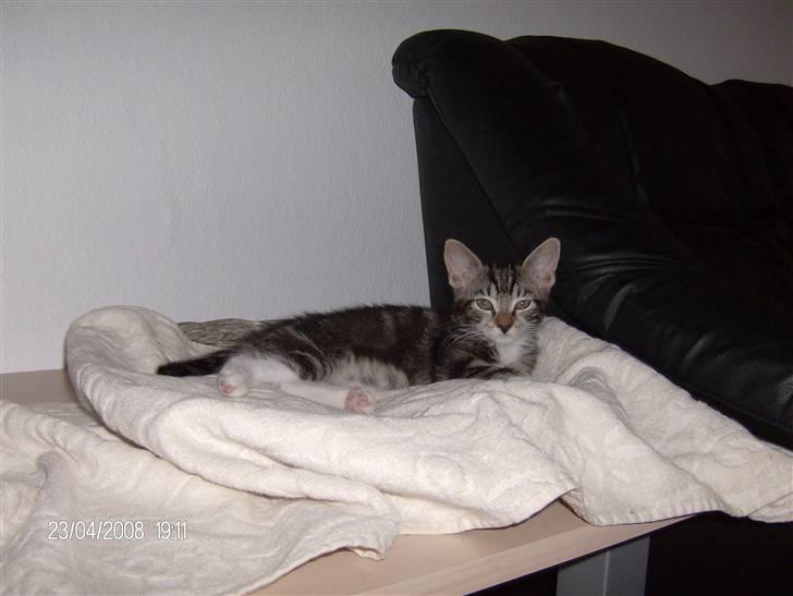 Blanding af racer bella - har min egen plads lige vd siden af sofaen her ligger man rigtig godt billede 16