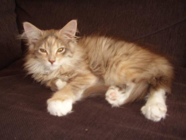Maine Coon Missya - Missya 12 uger gammel billede 1