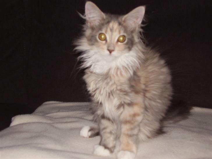 Maine Coon Missya - Smukke Missya billede 2