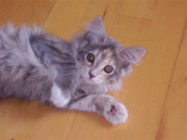 Maine Coon Missya - Skal vi lege??? billede 3