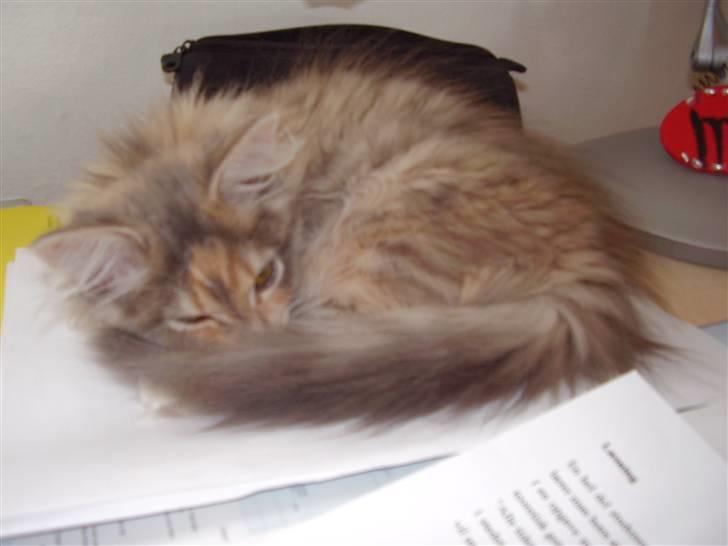 Maine Coon Missya - En lille lur på skrivebordet billede 4