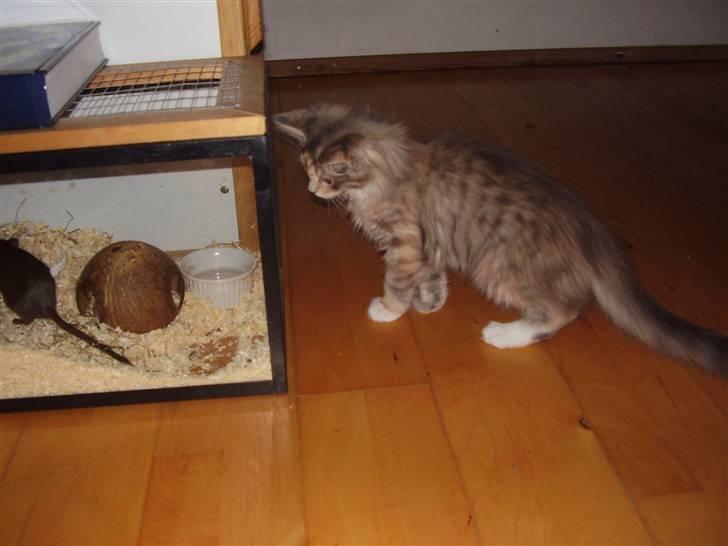 Maine Coon Missya - Hvordan mon jeg får de ørkenrotter ud !!!! billede 5