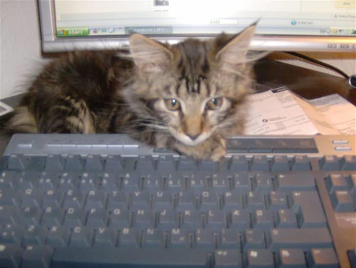 Maine Coon Malthe P. - Så er han blevet noget ældre, og han elsker at være med ved computeren. billede 6