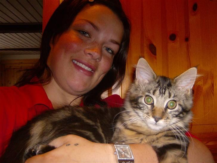 Maine Coon Malthe P. - Min store prins, han er her på billedet kun omkring ½ år, så han bliver en stor dreng. billede 7