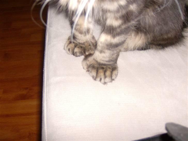Maine Coon Malthe P. - Jeg prøvede at få et billede af hans poter, for at vise han er polydactyl.. billede 8