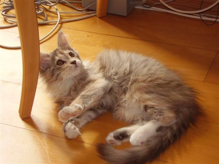 Maine Coon Missya billede 6
