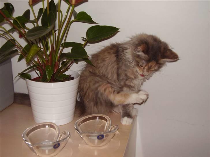 Maine Coon Missya billede 7