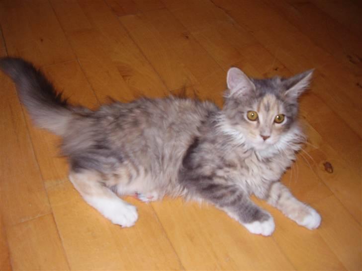 Maine Coon Missya billede 8