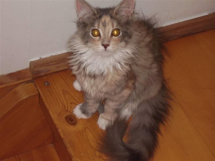 Maine Coon Missya billede 9