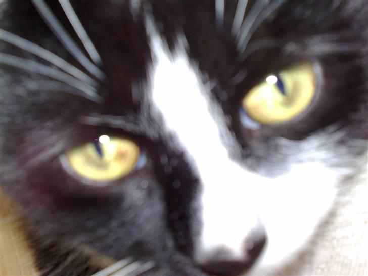 Huskat MIS billede 1