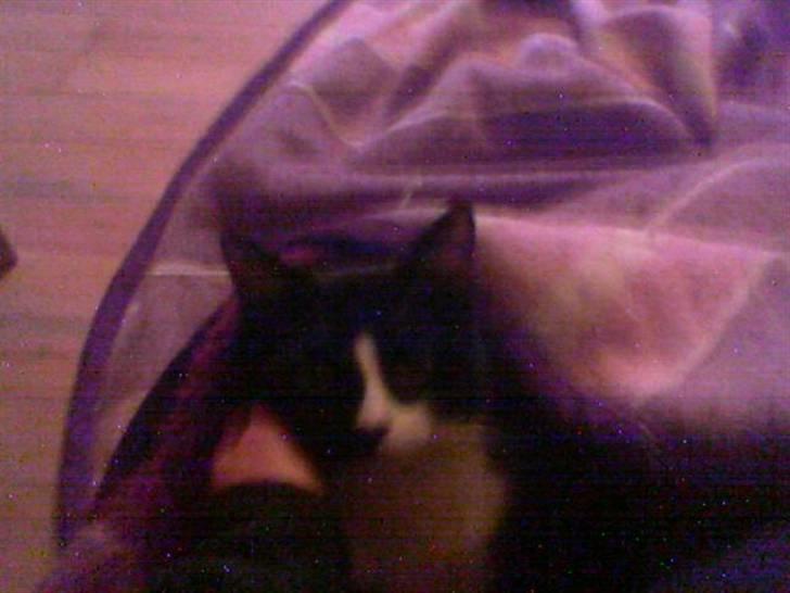 Huskat MIS - Mis som lille, hygge i tæppe svøb billede 2