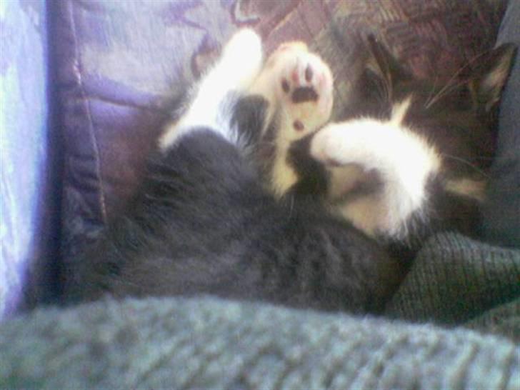 Huskat MIS - Mis nogle dage efter, han valgte at bo hos os billede 3