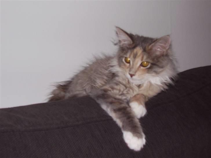 Maine Coon Missya billede 10