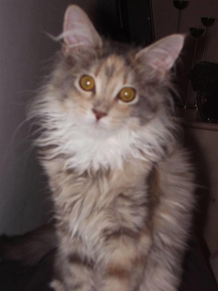 Maine Coon Missya billede 11
