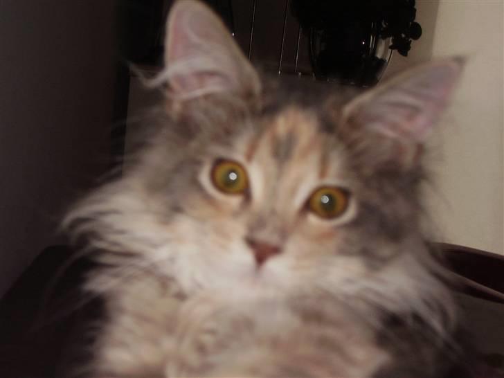 Maine Coon Missya billede 12