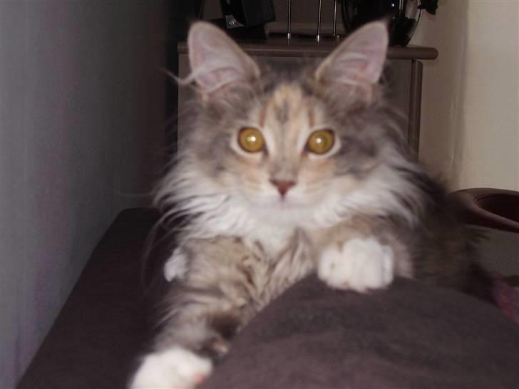 Maine Coon Missya billede 13