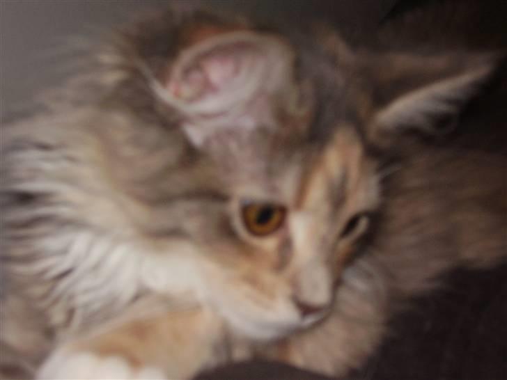 Maine Coon Missya billede 14