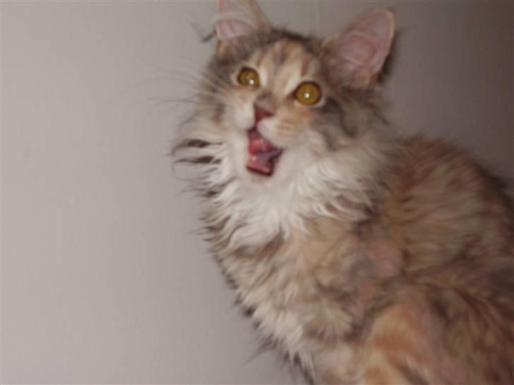 Maine Coon Missya billede 15