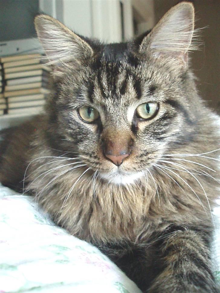 Maine Coon Misja billede 15