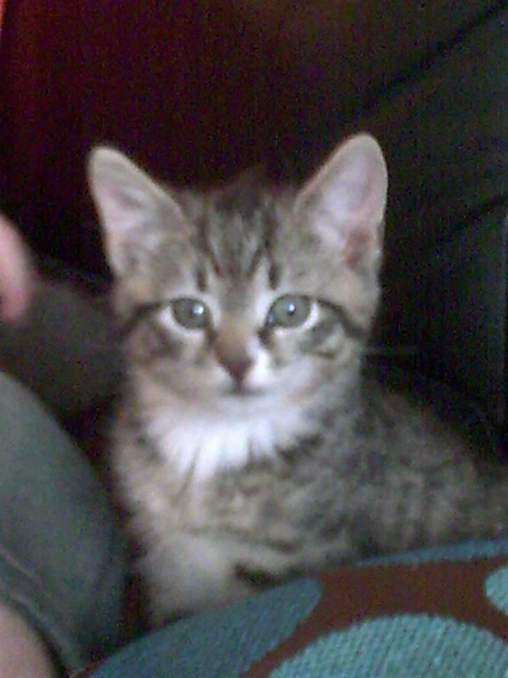 Huskat Emil billede 1