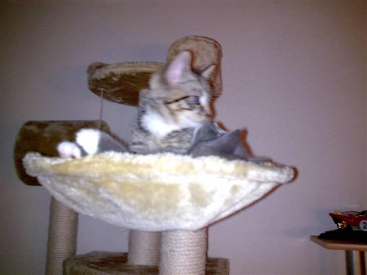 Huskat Emil billede 2