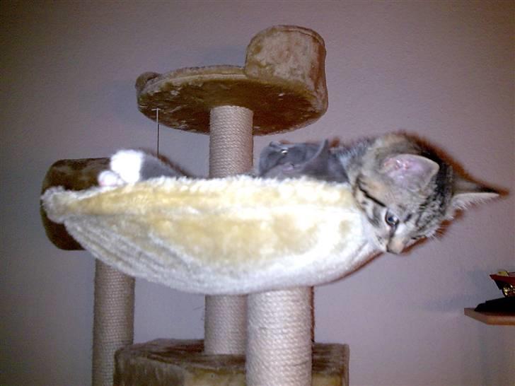 Huskat Emil billede 3