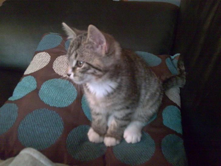 Huskat Emil billede 4