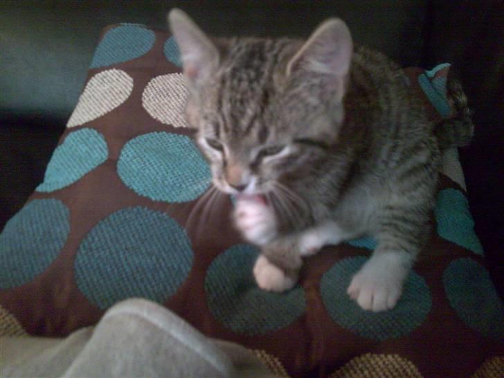 Huskat Emil billede 5