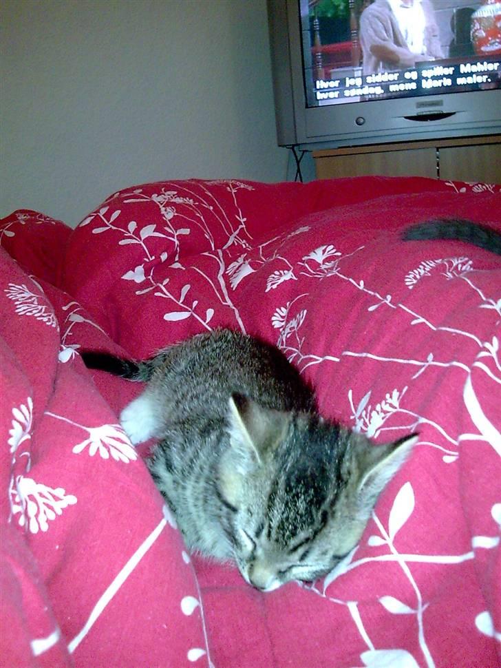 Huskat Emil billede 6